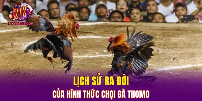 Lịch sử ra đời của hình thức chọi gà Thomo